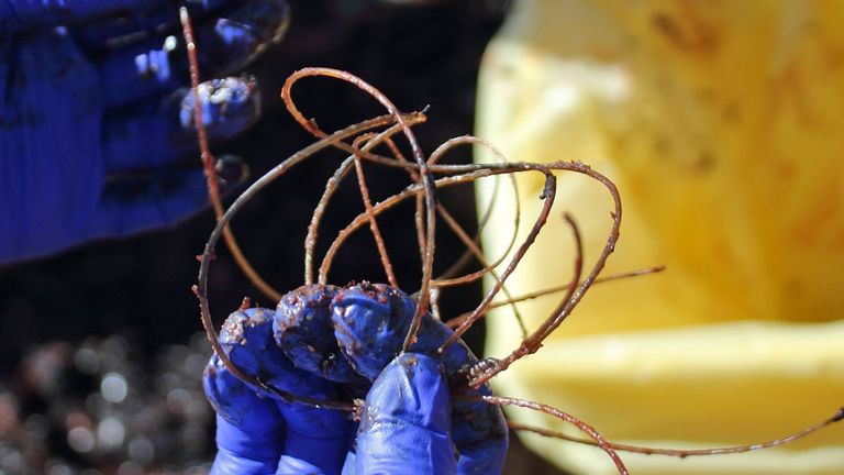 22 kg d'objets en plastique ont été trouvés à l'intérieur de la baleine morte 
