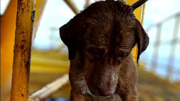 Le chien a été sauvé à 135 milles de la côte dans le golfe de Thaïlande.