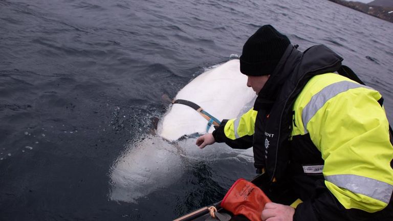 Image: Jørgen Ree Wiig, fiskeridirektoratet