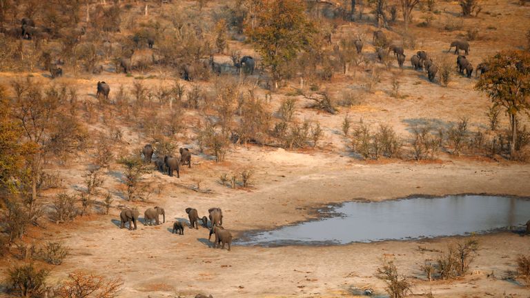 Un troupeau d'éléphants quitte un endroit pour boire dans la région de Mababe, Botswana, 19 septembre 2018. REUTERS / Siphiwe Sibeko