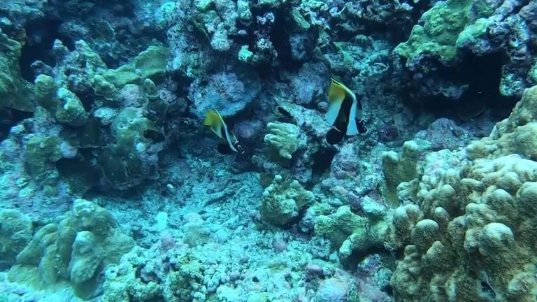 Récifs de corail au large d'Aldabra, aux Seychelles