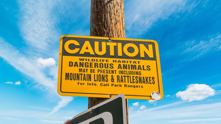 Les observations des lions des montagnes sont rares