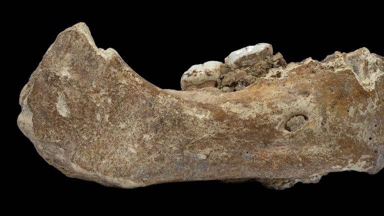 La mâchoire fossile de Denisovan trouvée dans la grotte de Baishiya Karst 
