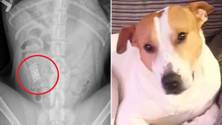 Rocco, le Staffordshire Bull Terrier de Cumbernauld, North Lanarkshire, qui a dû subir une opération chirurgicale d'urgence après avoir mangé une cartouche Nintendo DS
