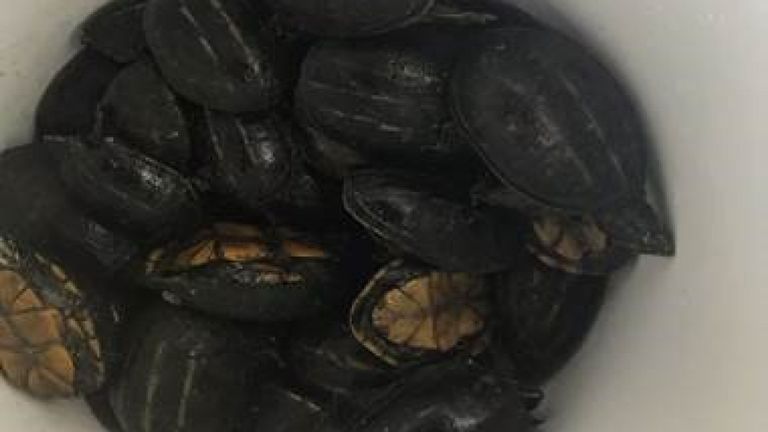 Ils ont également trouvé plus de 40 tortues