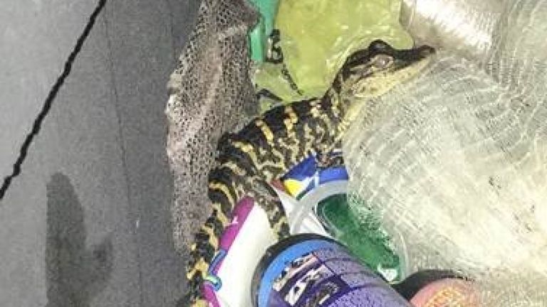La femme a produit le gator minuscule de ses jambières de yoga