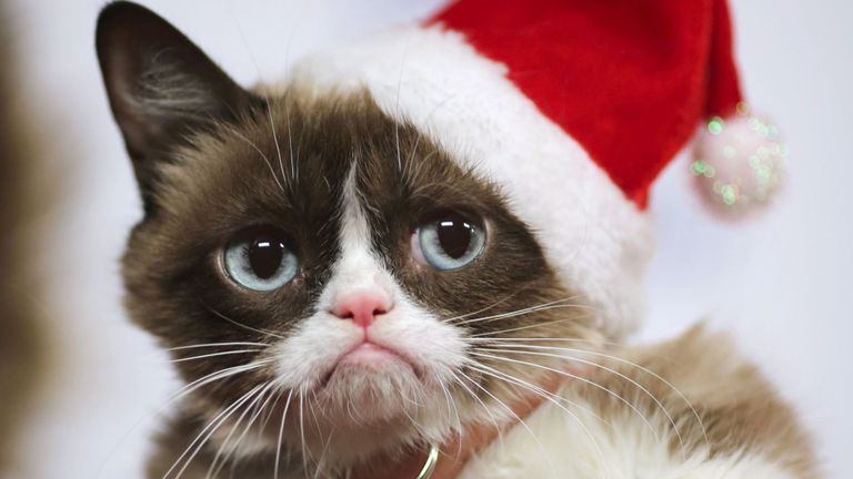 Grumpy Cat arrive à la 84ème parade annuelle de Noël à Hollywood dans la section hollywoodienne de Los Angeles, Californie, le 29 novembre 2015