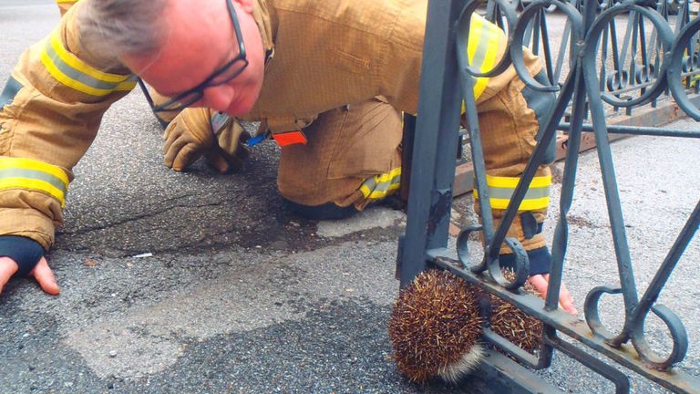 Le hérisson avait fait une tentative optimiste pour combler l'écart. Pic: Facebook / berufsfeuerwehrundsicherheit