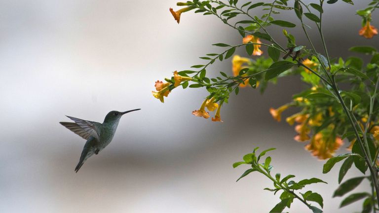 Un colibri vole près d'une fleur lors du défi "Birding Rally Challenge" à "Aguas Calientes". Cuzco, le 5 décembre 2012. Le «Birding Rally Challenge» est un concours regroupant des équipes d’observateurs renommés. Les participants doivent couvrir le plus grand nombre possible d’habitats dans une zone géographique relativement petite et dans un temps limité, ce qui leur permet d’apprécier la biodiversité du Pérou. AFP PHOTO / ERNESTO BENAVIDES (Le crédit photo doit correspondre à ERNESTO BENAVIDES / AFP / Getty Images)
