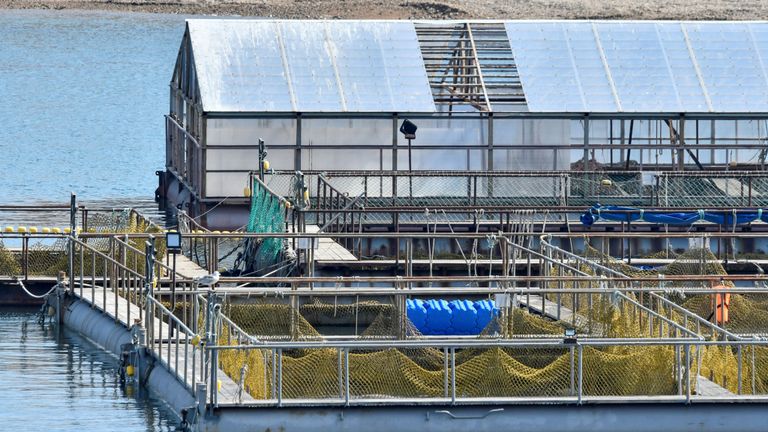 Une vue des enclos avec près de 100 baleines détenues captives 
