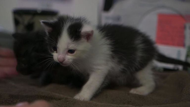 Un des chatons qui ont survécu au voyage. Pic: San Diego Humane Society