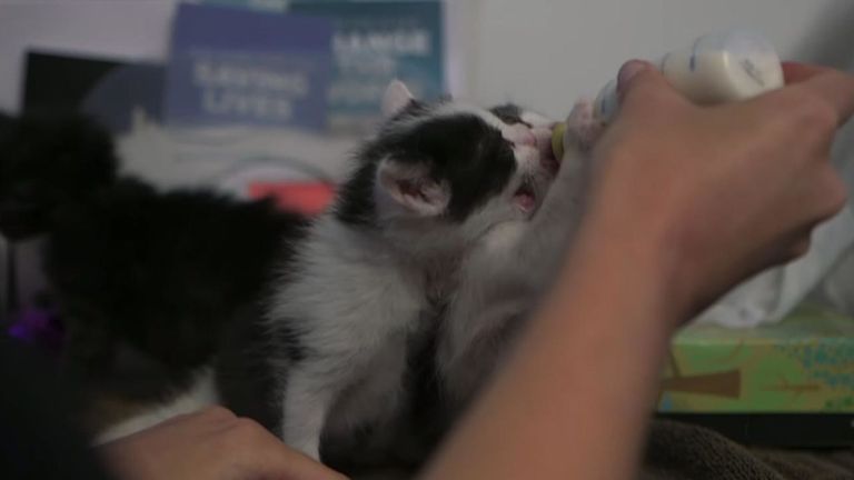 Ils sont en famille d'accueil depuis trois semaines. Pic: San Diego Humane Society