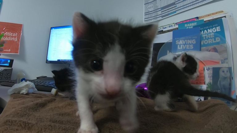 Les chatons seront proposés à l’adoption dans quatre semaines & # 39; temps. Pic: San Diego Humane Society