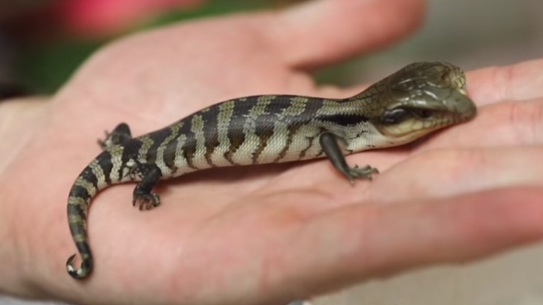 Le lézard à deux têtes a été remis dans un parc de reptiles. Pic: Australian Reptile Park