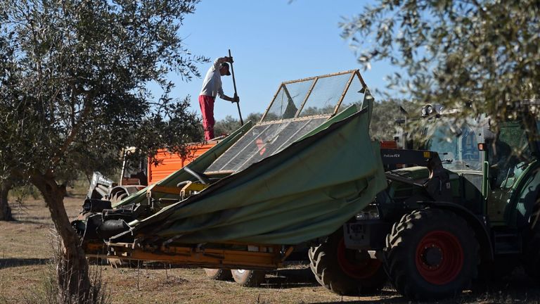 Récolte des olives au Portugal