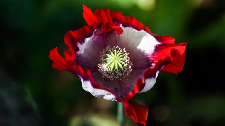 Cette photo prise le 3 février 2019 montre une fleur de pavot sur un champ illégal à Hopong, dans le Myanmar, dans l'État de Shan. - Les champs de pavot à opium pourpre s'étendent à travers les pâturages et les sommets de la partie montagneuse de l'est du Myanmar, de nombreux agriculteurs hésitant à renoncer à la récolte rentable malgré les incitations offertes. Le Myanmar est la deuxième source d'opium au monde après l'Afghanistan, l'État de Shan étant son principal centre de production. (Photo de Ye Aung THU / AFP)