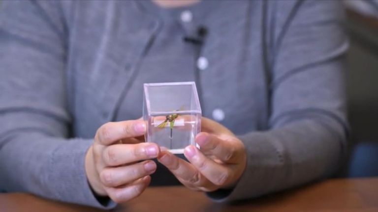 L'équipe a inventé un colibri robot encore plus petit