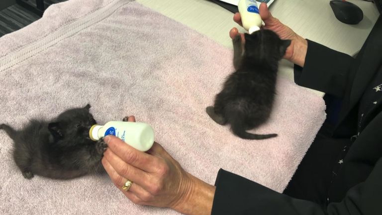 Les chatons vont bien, selon la société. Pic: San Diego Humane Society
