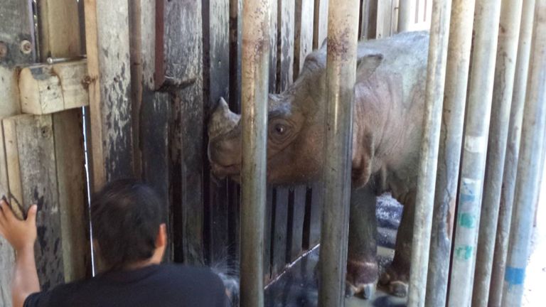 Tam le rhinocéros de Sumatra