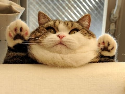 VIDÉOS FUNNY: Funny Cats – Animaux Drôles – Funny Moments – Vignes Funny Cat