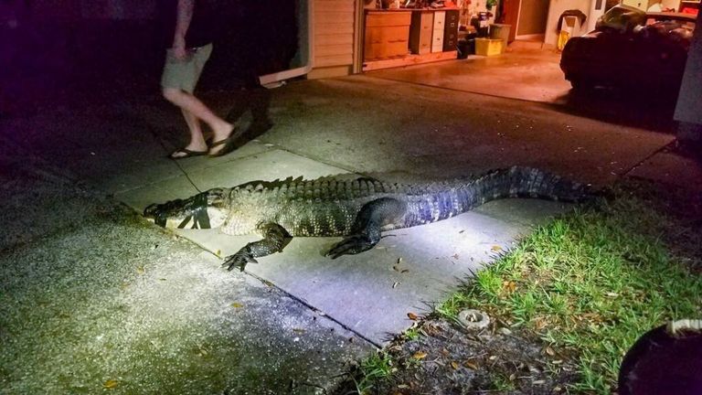 Alligator trouvé en Floride