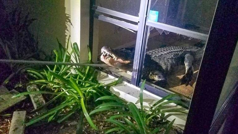 Alligator trouvé en Floride