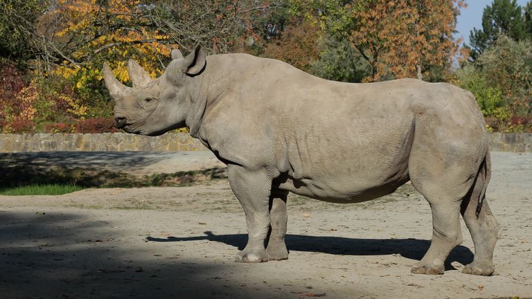 Jasmina a été transférée du Safari Park Dvur Kralove. Pic: Parcs africains