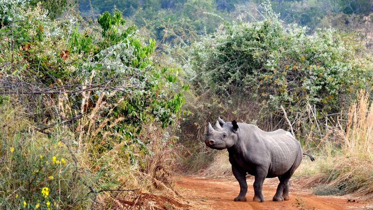 Ce rhinocéros noir a été transféré dans le parc national d'Akagera en 2017. Photo: African Parks