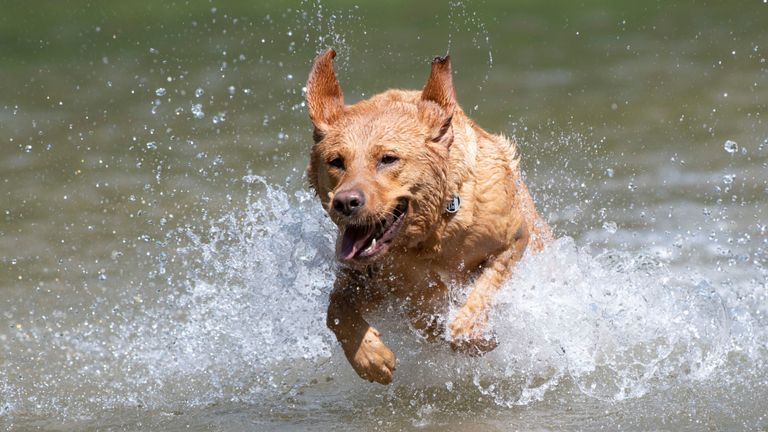 Les chiens et les humains ont cherché un soulagement de la chaleur en Allemagne