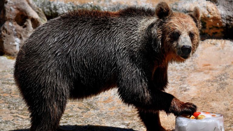Un ours mange des fruits glacés pour se rafraîchir au zoo de Rome