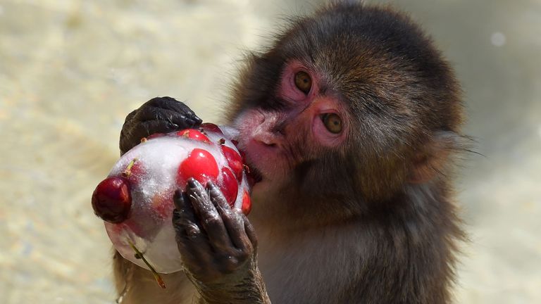 Un singe mange des cerises glacées pour se rafraîchir au zoo de Rome
