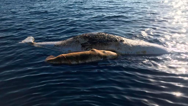 Un cachalot et son bébé, emmêlés dans un filet de pêche, gisaient morts dans la mer Tyrrhénienne au large de l'Italie, jeudi 20 juin 2019. Un groupe environnementaliste italien signale avoir vu un cachalot mort et son bébé s'emmêler. un filet de pêche dans la mer Tyrrhénienne au large de l'Italie.