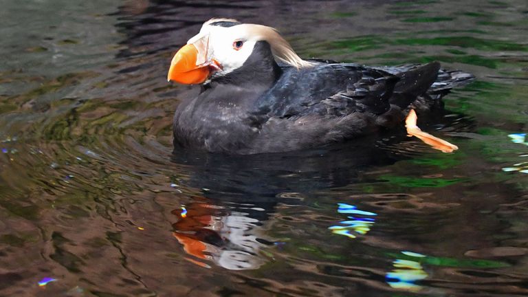 On pense que les macareux touffus sont morts de faim et ont perdu leurs plumes