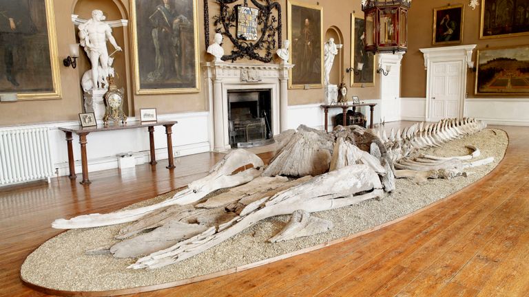 Le squelette exposé à Burton Constable Hall en 2007