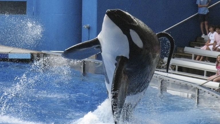 Tilikum