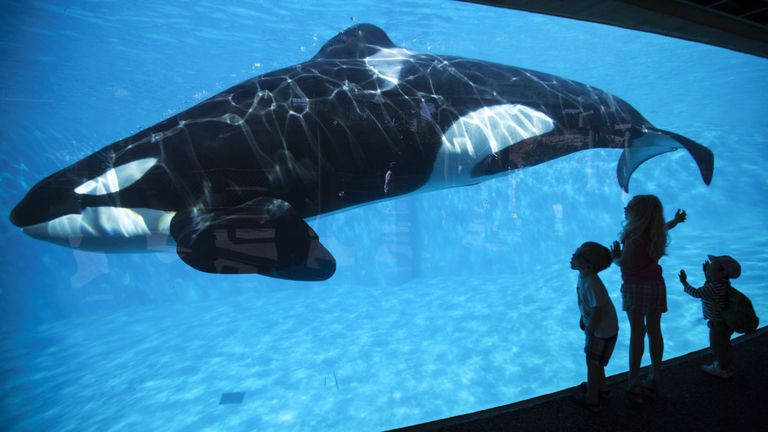 Les enfants ont une vue rapprochée d'un épaulard lors d'une visite à SeaWorld à San Diego, Californie