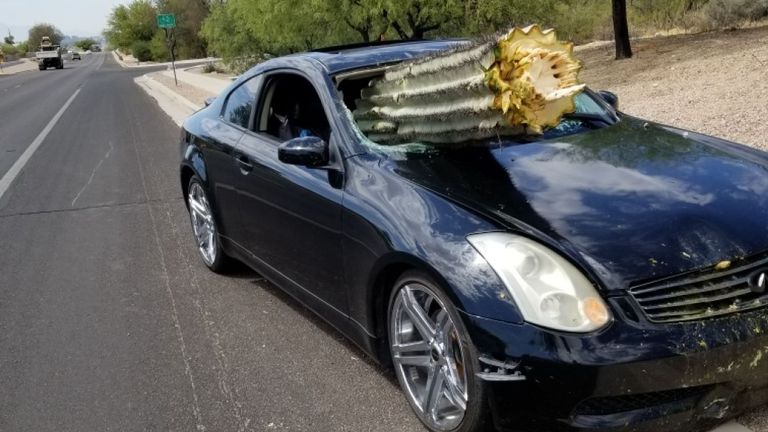 Le pare-brise a été percé avec un cactus saguaro
