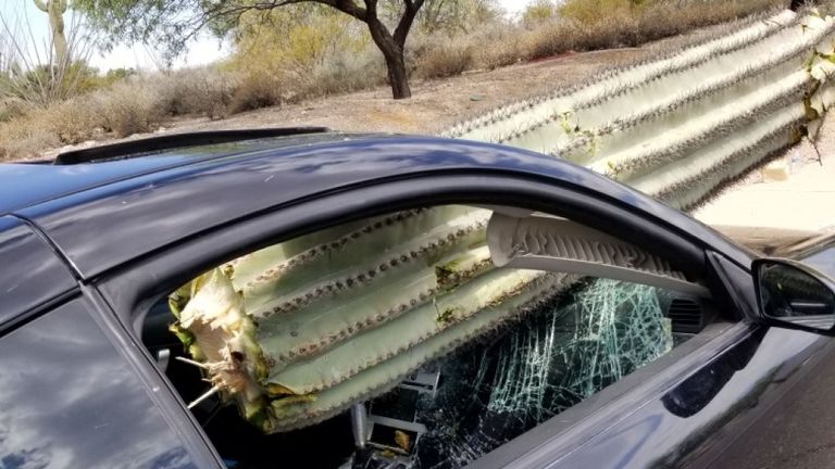 Le conducteur s'était écrasé dans le cactus