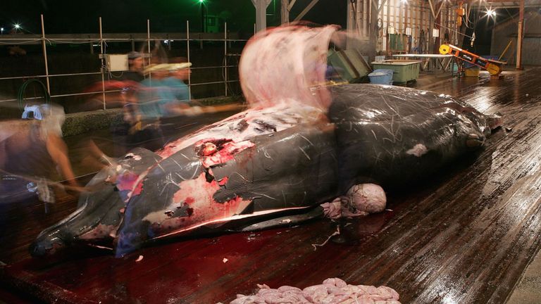 Les baleiniers japonais nettoient et coupent la viande d'une capture récente au port de Wada le 29 juillet 2005 à Chiba, au Japon