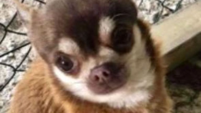 Il est à espérer que Gizmo sera retrouvé vivant. Pic: doglost.co.uk