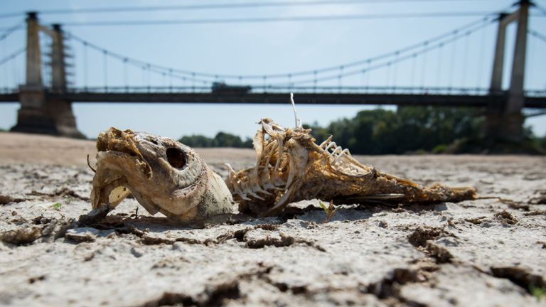 Une arête de poisson repose sur une partie sèche du lit de la Loire à Montjean-sur-Loire, dans l'ouest de la France, le 24 juillet 2019, alors que la sécheresse régnait sur une grande partie de l'Europe occidentale.