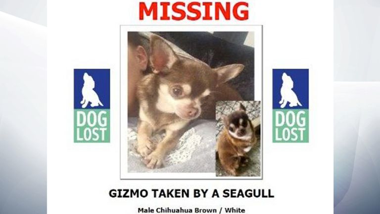Un appel en ligne a été lancé pour trouver Gizmo. Pic: doglost.co.uk