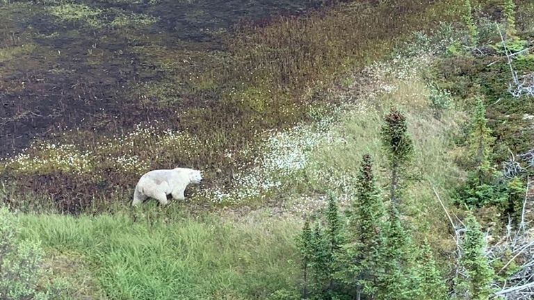 Un polar a été repéré par un hélicoptère de la police alors que des policiers recherchaient McLeod et Schmegelsky à York Landing