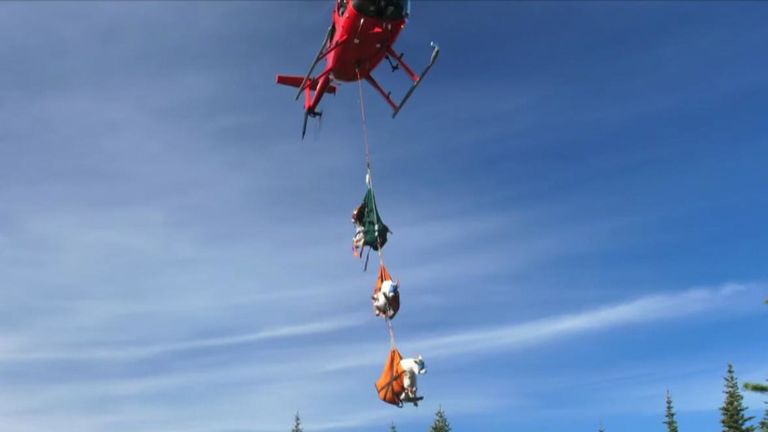 Les chèvres sont suspendues à un hélicoptère dans des élingues spécialement conçues. Pic: parc national olympique