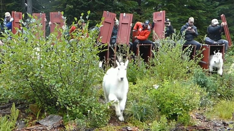 Les animaux seront transportés dans des caisses vers leurs montagnes natales des Cascades du Nord. Pic: parc national olympique