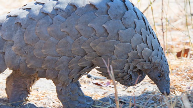 Vue rapprochée d'une tête et d'un corps de pangolin en voie de disparition sauvage - Parc national Hwange, Zimbabwe