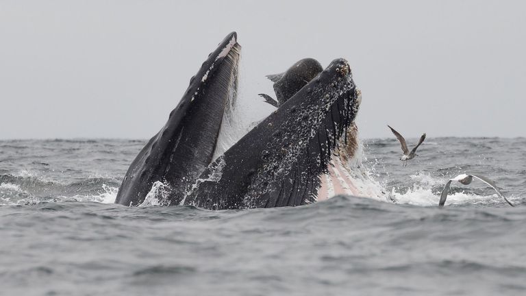 Pic: Agence de presse Magnus / Chase Dekker