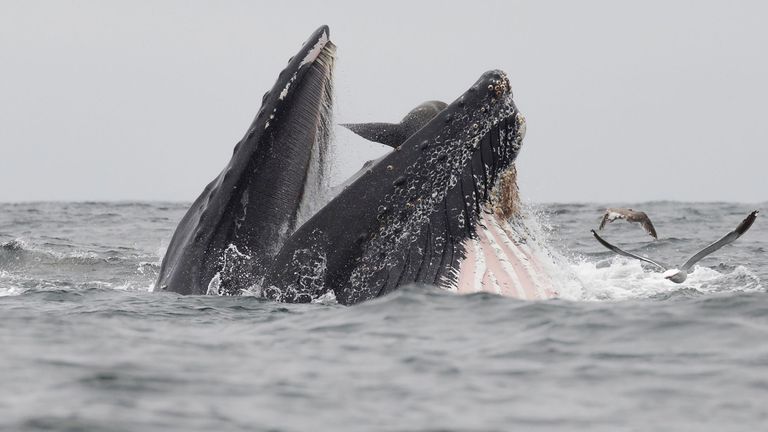 Pic: Agence de presse Magnus / Chase Dekker