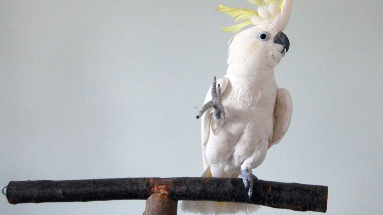 L'oiseau a montré 14 mouvements de danse différents aux classiques des années 1980