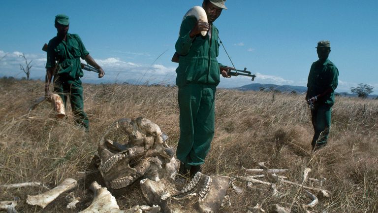 La demande d'ivoire en Asie a déclenché le braconnage en Tanzanie 